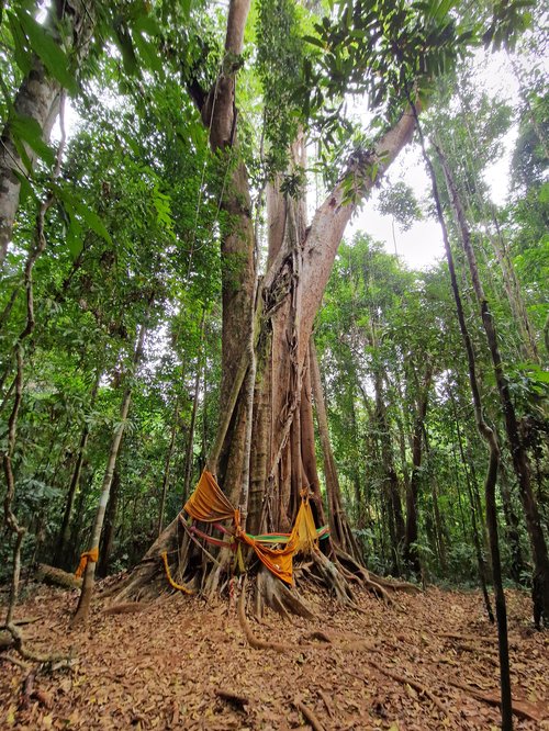 Arbre 500 ans Mayuka