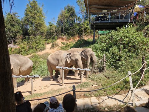 Elephants du sanctuaire de Chang Chill