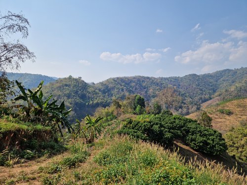 Mae Salong, le district du The