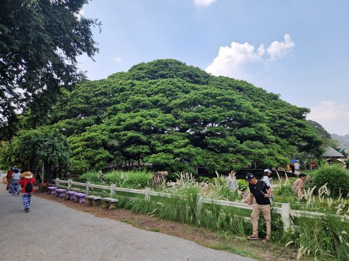 Kanchanaburi Old Tree