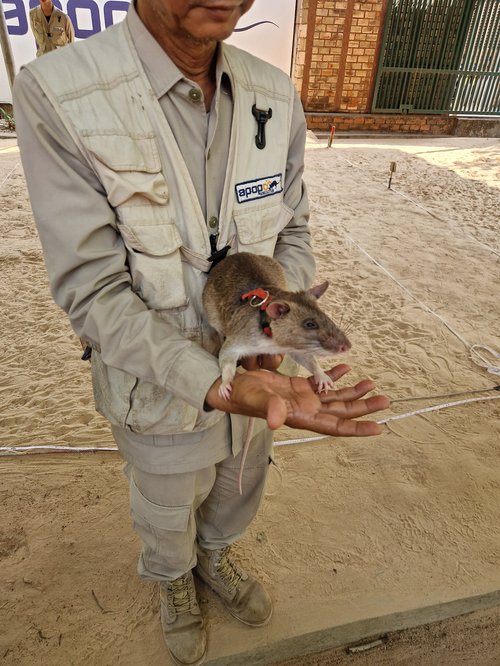 Le musee des rats demineurs