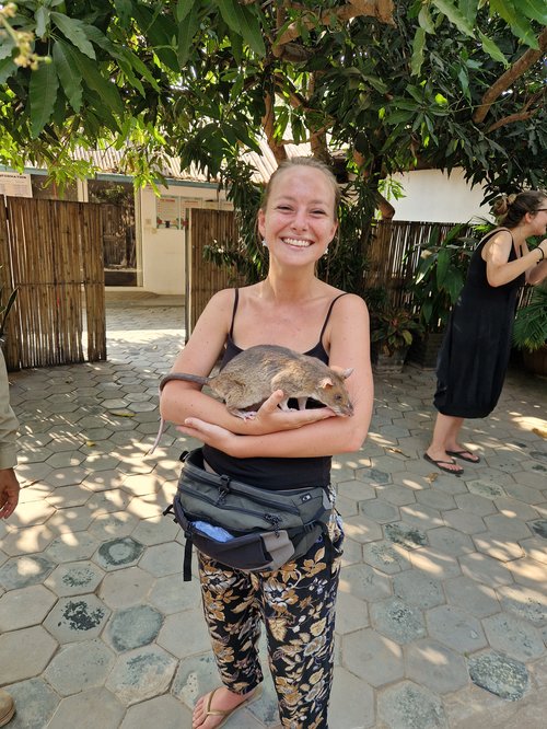 Le musee des rats demineurs